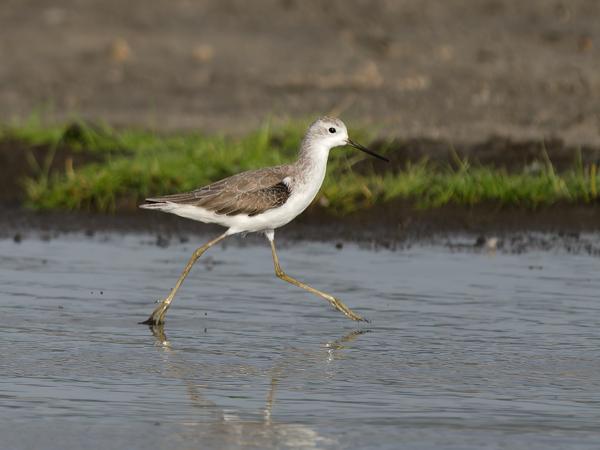 <h3><a href="/trips/tanzania/biota/animalia/chordata/aves/024 charadriiformes/015 scolopacidae/tringa stagnatilis/tringa stagnatilis-nl.html">Tringa&nbsp;stagnatilis</a> / Marsh&nbsp;sandpiper / Poelruiter</h3>OM-1 Mark II met OLYMPUS M.150-400mm F4.5, 1/2000 sec  bij F4.5, ISO 400, afstand 26.9&nbsp;m